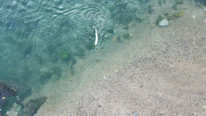 Robotic Fish Field Swimming