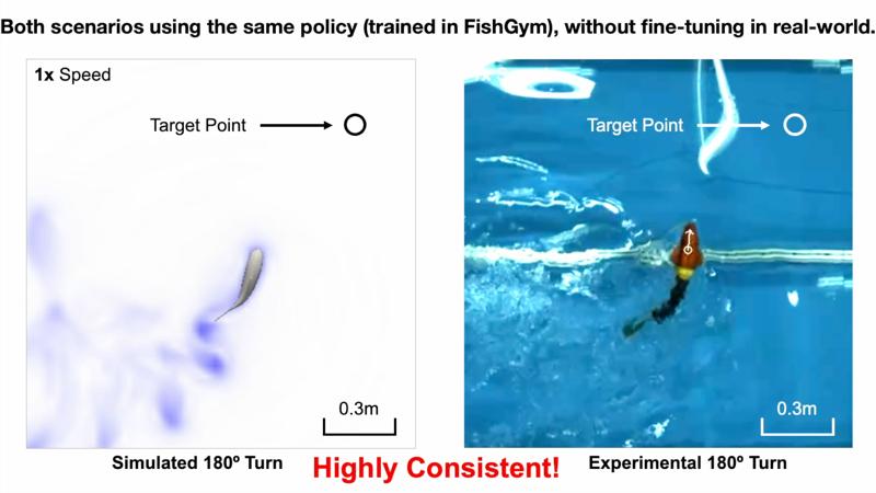 Robotic Fish Sharp Turning
