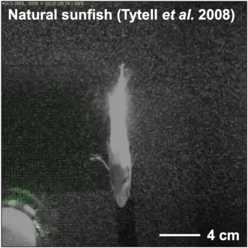 Agile and Controllable Omnidirectional Fast-start Maneuvers of Robotic Fish via Bio-inspired Reinforcement Learning